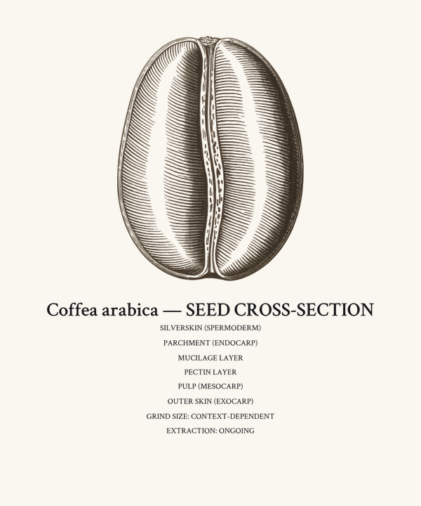 Coffee Bean Cross Section Diagram Shirt