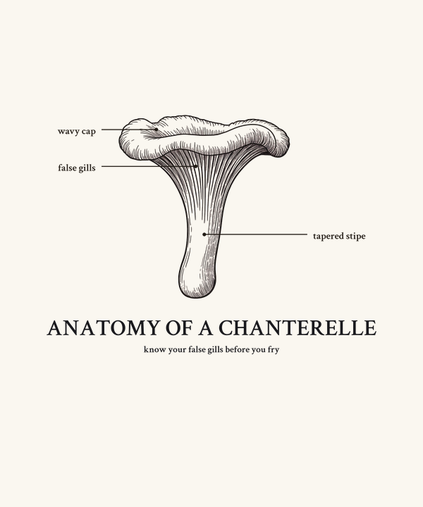 Anatomy of a Chanterelle Mushroom